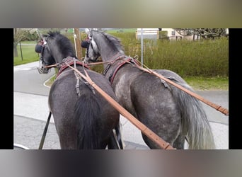 Sang-chaud lourd, Jument, 4 Ans, 164 cm, Gris
