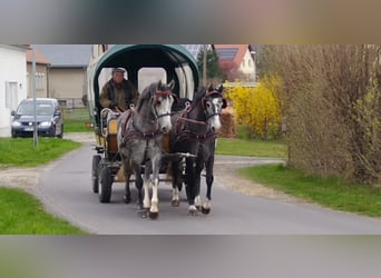 Sang-chaud lourd, Jument, 4 Ans, 164 cm, Gris
