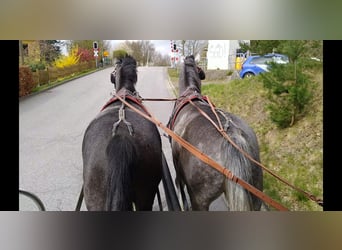 Sang-chaud lourd, Jument, 4 Ans, 164 cm, Gris