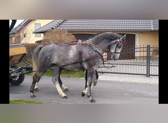 Sang-chaud lourd, Jument, 4 Ans, 164 cm, Gris