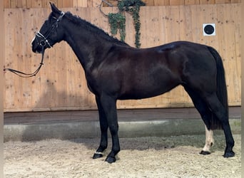 Sang-chaud lourd, Jument, 4 Ans, 165 cm, Noir