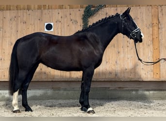 Sang-chaud lourd, Jument, 4 Ans, 165 cm, Noir