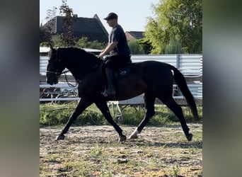 Sang-chaud lourd, Jument, 4 Ans, 165 cm, Noir