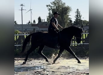 Sang-chaud lourd, Jument, 4 Ans, 165 cm, Noir