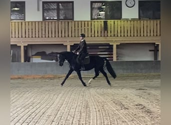 Sang-chaud lourd, Jument, 4 Ans, 166 cm, Noir