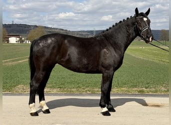 Sang-chaud lourd, Jument, 4 Ans, 167 cm, Noir