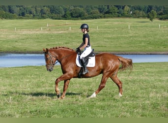 Sang-chaud lourd, Jument, 5 Ans, 162 cm, Alezan