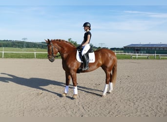 Sang-chaud lourd, Jument, 5 Ans, 162 cm, Alezan