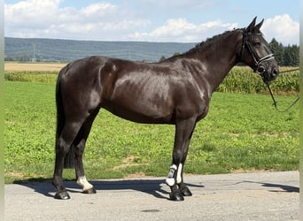 Sang-chaud lourd, Jument, 5 Ans, 162 cm, Noir