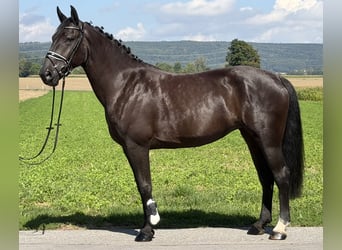 Sang-chaud lourd, Jument, 5 Ans, 162 cm, Noir