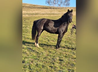 Sang-chaud lourd, Jument, 5 Ans, 163 cm, Noir