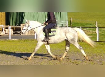 Sang-chaud lourd, Jument, 5 Ans, 165 cm, Gris