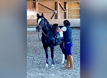 Sang-chaud lourd, Jument, 6 Ans, 162 cm, Noir