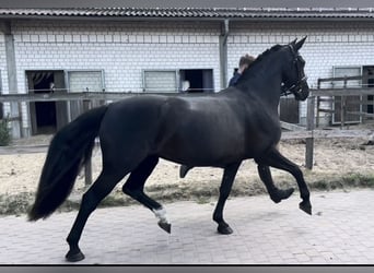 Sang-chaud lourd, Jument, 6 Ans, 165 cm, Bai brun foncé