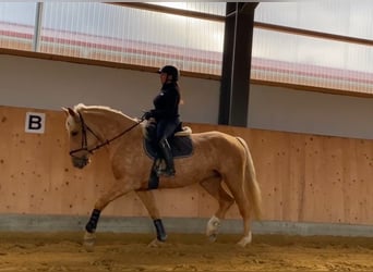 Sang-chaud lourd Croisé, Jument, 6 Ans, 165 cm, Palomino