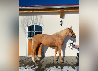 Sang-chaud lourd Croisé, Jument, 6 Ans, 165 cm, Palomino