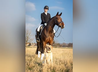 Sang-chaud lourd, Jument, 6 Ans, 167 cm, Bai brun