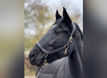 Sang-chaud lourd, Jument, 7 Ans, 160 cm, Noir