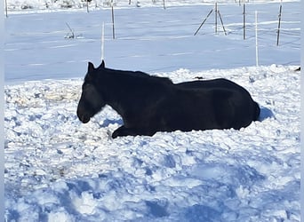 Sang-chaud lourd, Jument, 8 Ans, 155 cm, Noir