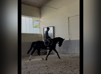 Sang-chaud lourd, Jument, 8 Ans, 168 cm, Bai brun