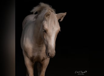 Sang-chaud Mecklembourg, Étalon, 1 Année, Palomino