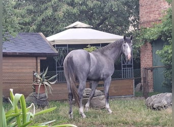 Sang-chaud Mecklembourg, Étalon, 2 Ans, 168 cm, Gris