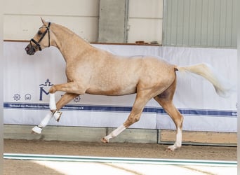Sang-chaud Mecklembourg, Étalon, 2 Ans, 168 cm, Palomino