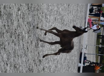 Sang-chaud Mecklembourg, Étalon, 2 Ans, 173 cm, Noir