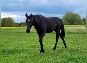 Sang-chaud Mecklembourg, Étalon, 2 Ans, Noir