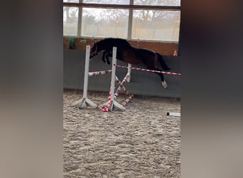 Sang-chaud Mecklembourg, Étalon, 3 Ans, 153 cm, Bai brun