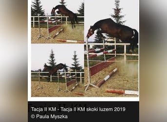 Sang-chaud Mecklembourg, Étalon, 3 Ans, 153 cm, Bai brun