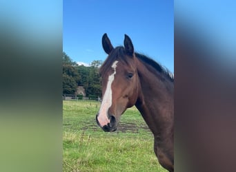Sang-chaud Mecklembourg, Étalon, 3 Ans, 153 cm, Bai brun
