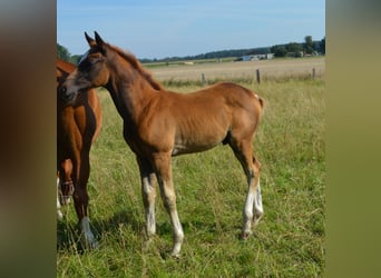 Sang-chaud Mecklembourg, Étalon, 3 Ans, Alezan