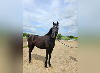 Sang-chaud Mecklembourg, Étalon, 4 Ans, 169 cm, Noir
