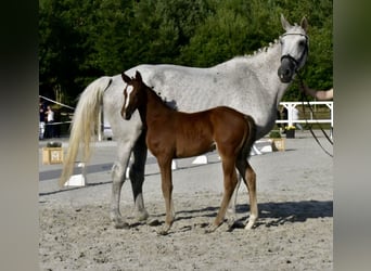 Sang-chaud Mecklembourg, Étalon, Poulain (06/2025), 167 cm, Bai