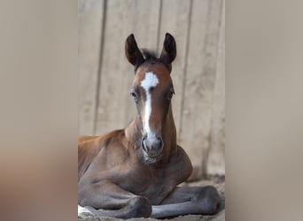 Sang-chaud Mecklembourg, Étalon, Poulain (06/2026), 168 cm, Peut devenir gris