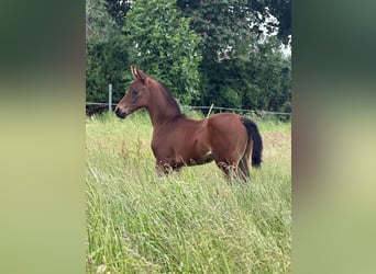 Sang-chaud Mecklembourg, Étalon, Poulain (05/2026), Bai brun