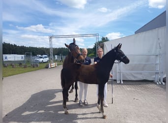 Sang-chaud Mecklembourg, Étalon, Poulain (03/2026), Bai brun