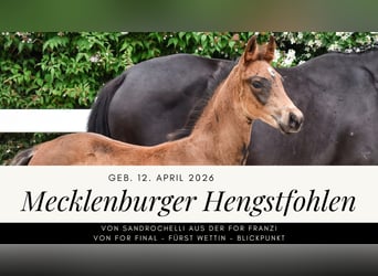 Sang-chaud Mecklembourg, Étalon, Poulain (04/2026), Bai brun