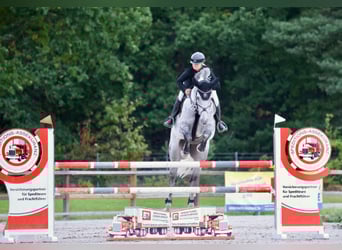 Sang-chaud Mecklembourg, Hongre, 10 Ans, 176 cm, Gris