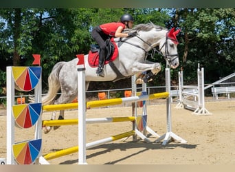 Sang-chaud Mecklembourg, Hongre, 11 Ans, 172 cm