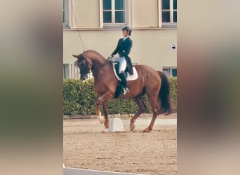 Sang-chaud Mecklembourg, Hongre, 12 Ans, 176 cm, Alezan brûlé