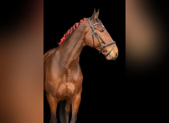 Sang-chaud Mecklembourg, Hongre, 12 Ans, 178 cm, Bai