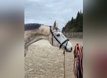Sang-chaud Mecklembourg, Hongre, 14 Ans, 165 cm, Gris