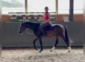 Sang-chaud Mecklembourg, Hongre, 3 Ans, 153 cm, Bai brun