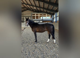 Sang-chaud Mecklembourg, Hongre, 3 Ans, 153 cm, Bai brun