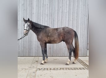 Sang-chaud Mecklembourg, Hongre, 3 Ans, 168 cm, Gris