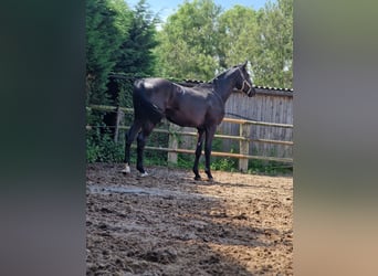 Sang-chaud Mecklembourg, Hongre, 3 Ans, 172 cm, Noir