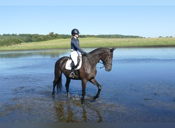 Sang-chaud Mecklembourg, Hongre, 3 Ans, 174 cm, Noir
