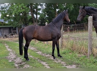 Sang-chaud Mecklembourg, Hongre, 4 Ans, 160 cm, Bai brun foncé